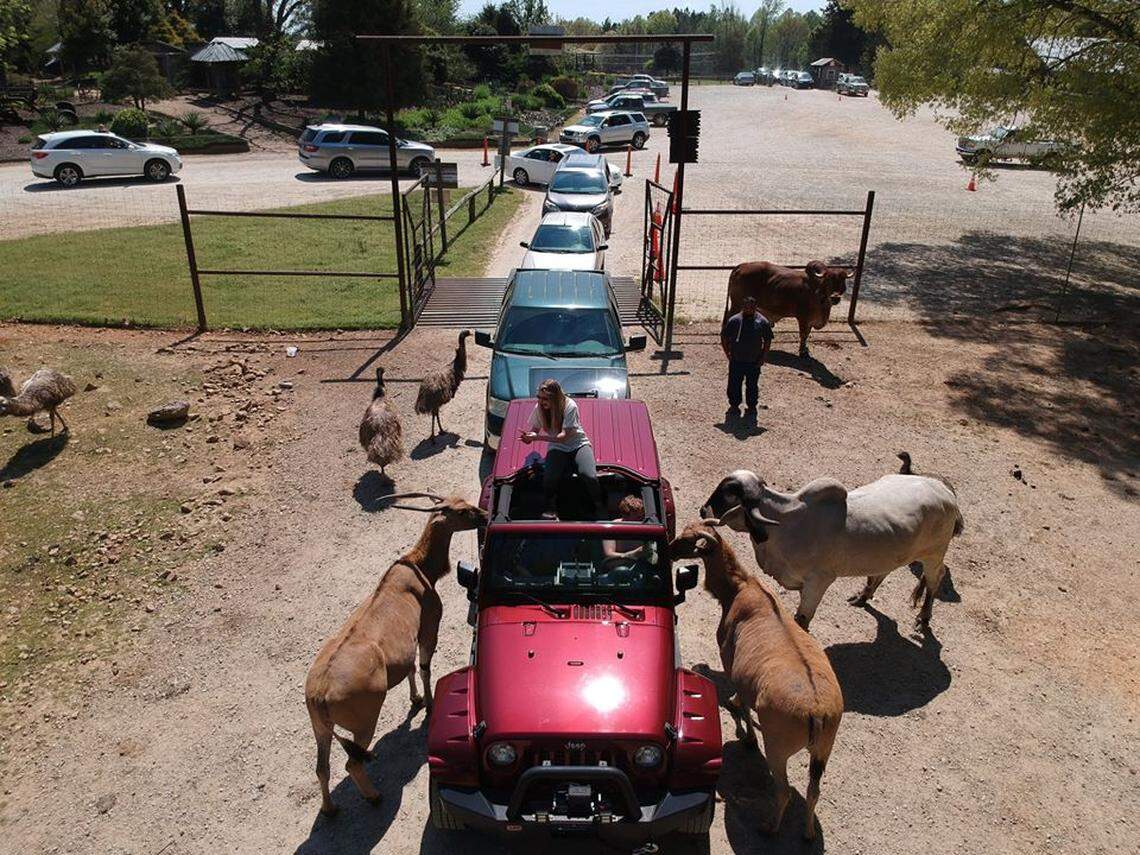 Lazy 5 Ranch in Mooresville is open, with a long car line April 11, after the North Carolina Department of Revenue granted the business a partial exemption if social distancing requirements are met. 