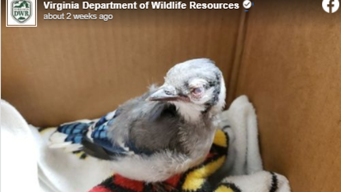 The Virginia Department of Wildlife Resources was among the first to report birds dying of the mysterious eye disease.