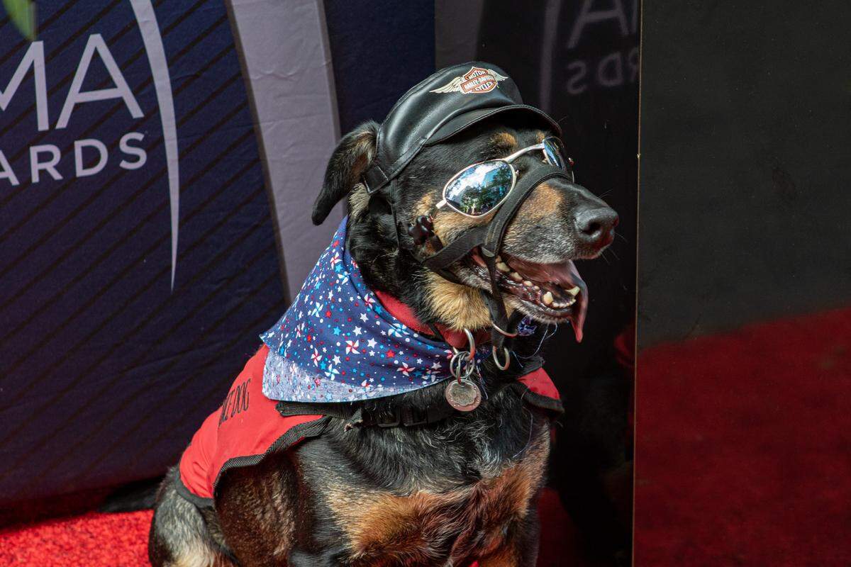 A service dog at 2019’s Speed Street was dressed up for a photo with its owner.