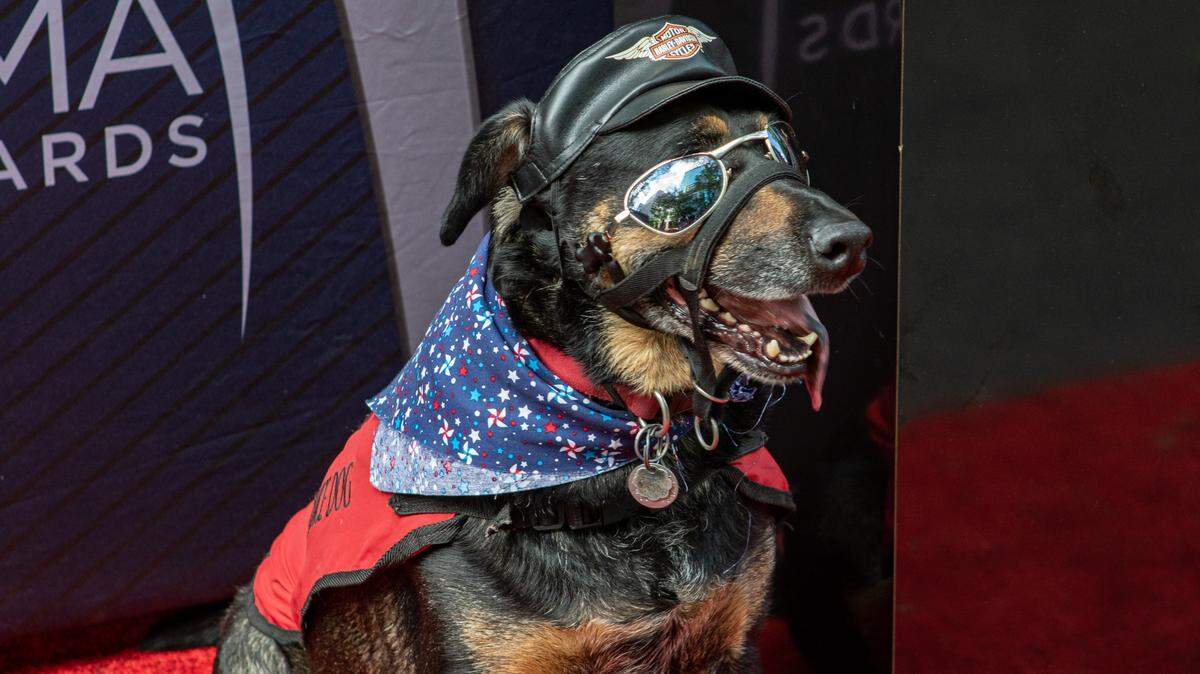 A service dog at 2019’s Speed Street was dressed up for a photo with its owner.