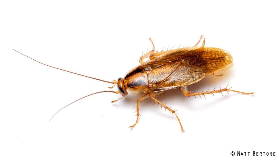 An adult German cockroach.