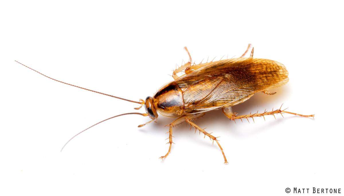 An adult German cockroach.