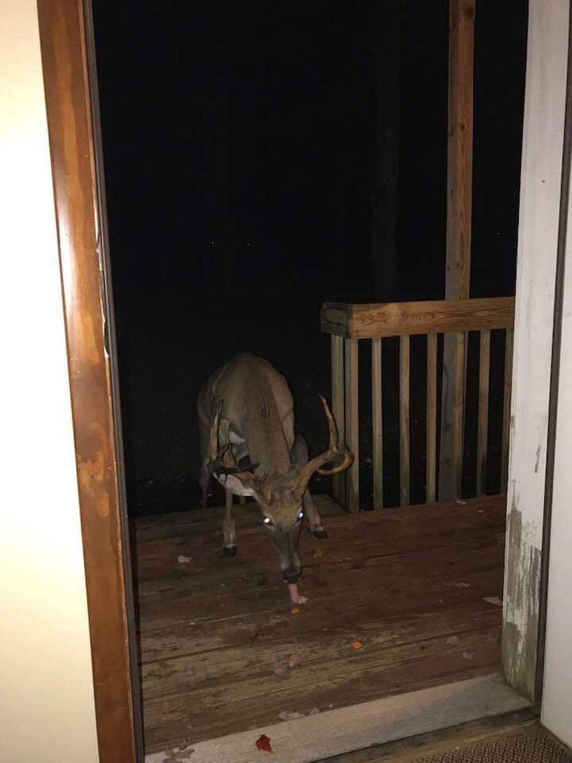 The eight-point buck snacked on Cheez-Its after a man from North Carolina ran out of healthy food to give him.
