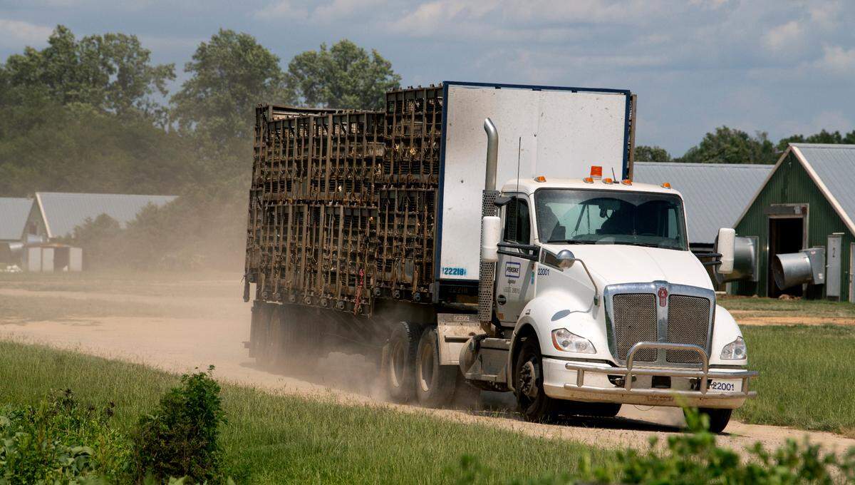A truck carrying chickens departs a farm near Lumber Bridge, enroute to the nearby Mountaire Farms processing plant.