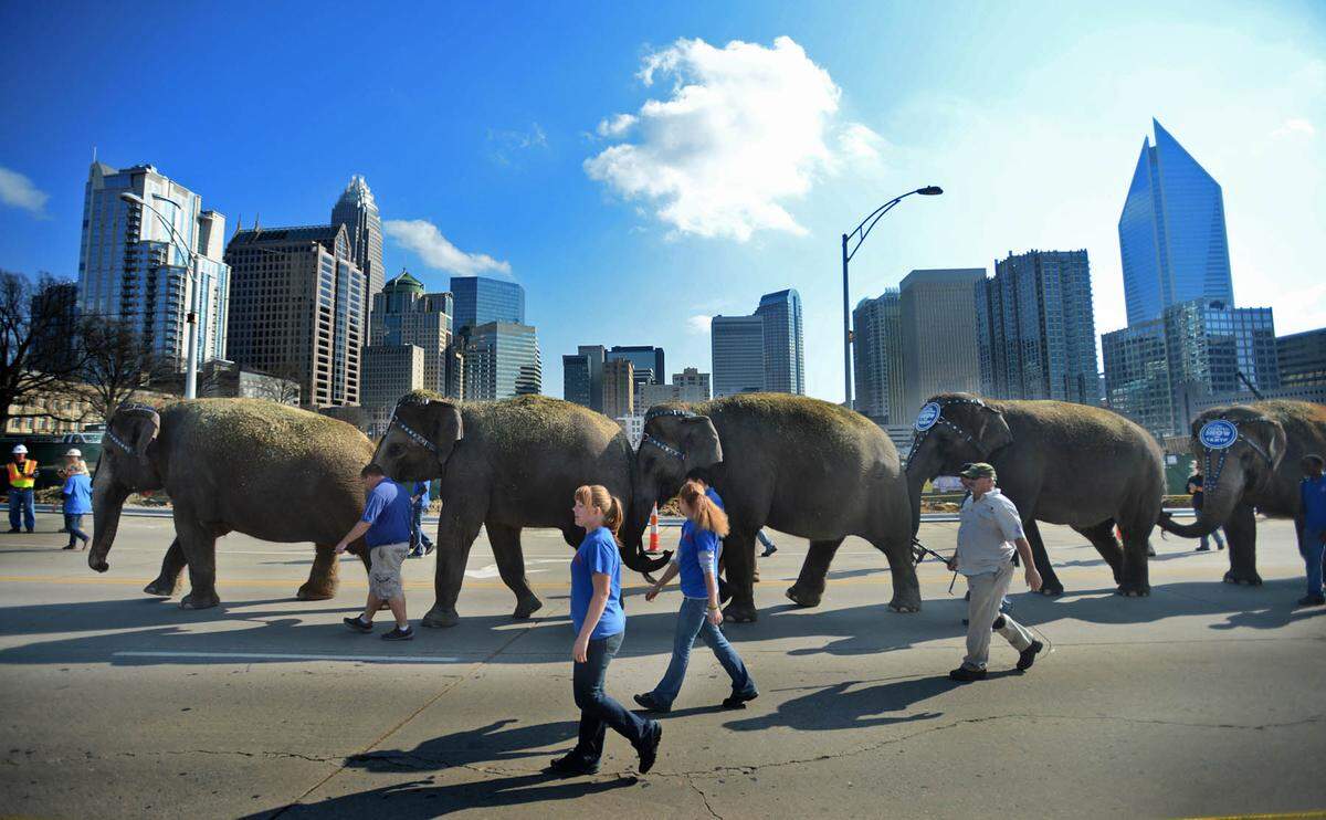The Grand Animal Walk of The Greatest Show On Earth heads into uptown Charlotte on Tuesday, January 29, 2013. The annual event heralds the arrival of the 142nd Edition of Ringling Bros. and Barnum & Bailey. Ringling shut down in 2017. Charlotte City Council on Monday, Dec. 13, 2021, banned exotic animals, such as elephants, from any circuses performing in the city.