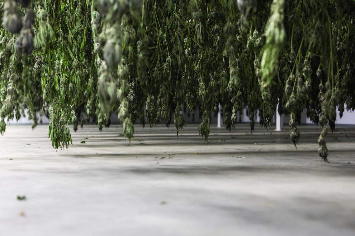 Fully mature cannabis plants hang upside down in a dry room on a farm owned and operated by Qualla Enterprises LLC in Cherokee, NC. The Eastern Band of Cherokee Indians held an open house at its marijuana dispensary on Wednesday night, Sept. 6, 2023.