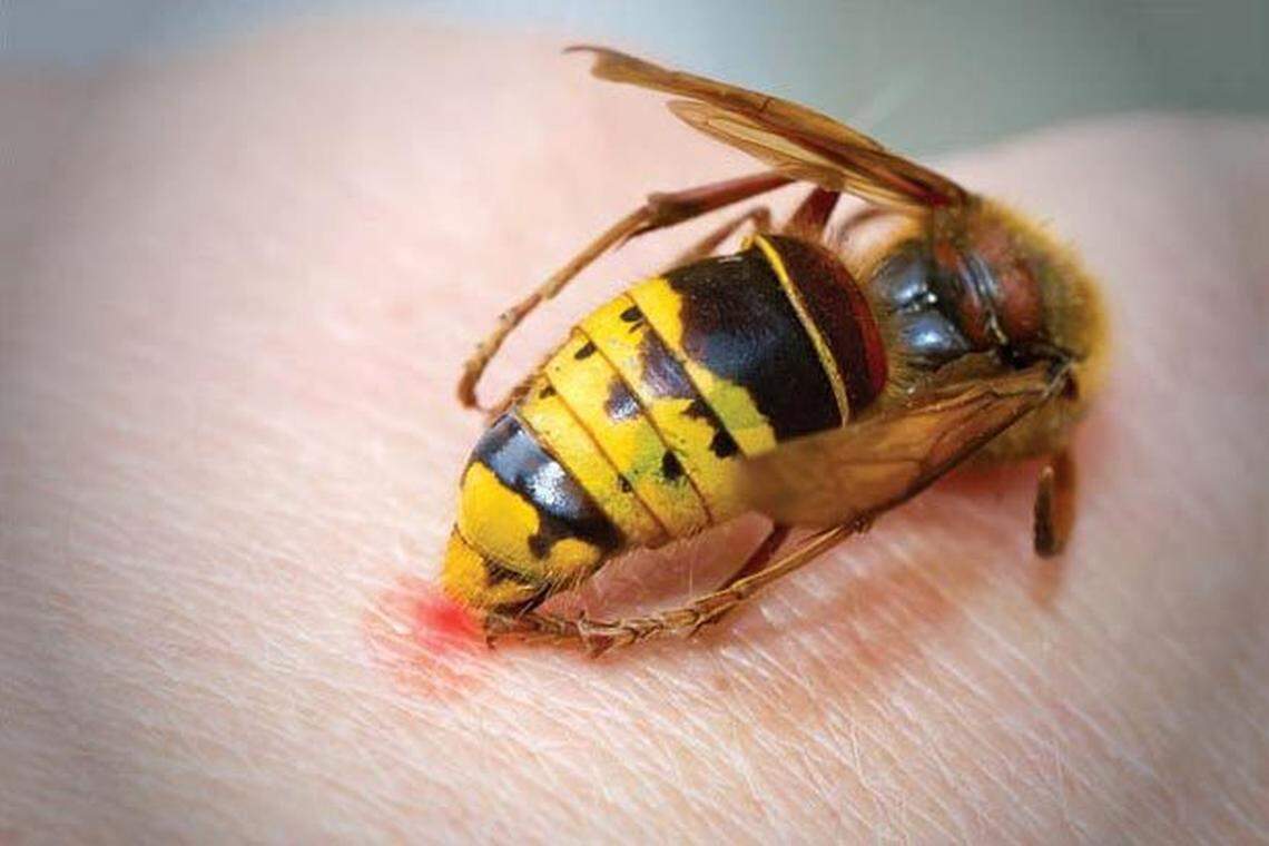 Yellow jackets ground nests have been disturbed by Hurricane Helene in western North Carolina.