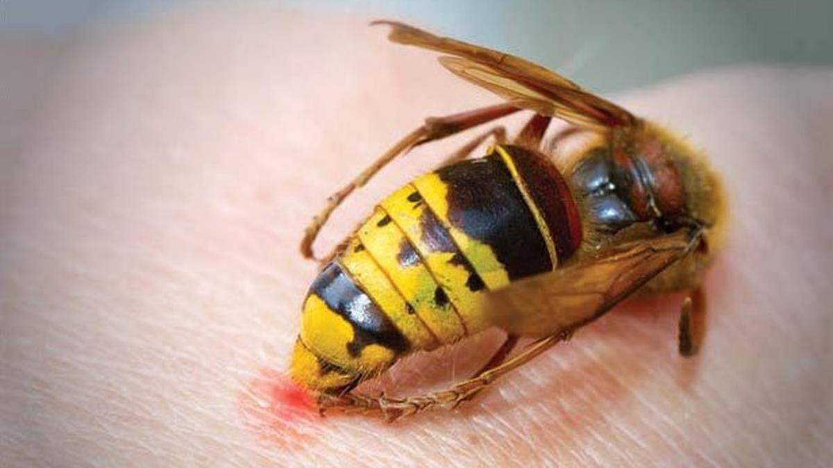 Helene wrecked their Western NC towns and homes. Then came the bees and fire ants