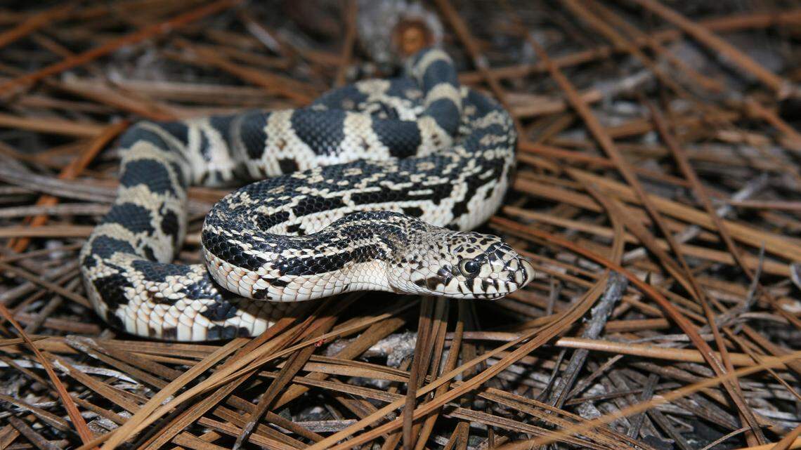 Snake season in North Carolina is here. Do you know what to do if you see one?