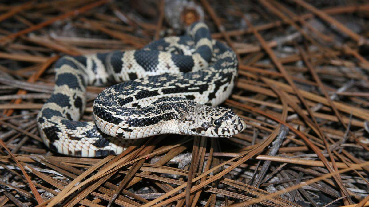 Wildlife Diversity biologists at the N.C. Wildlife Resources Commission request that if you see a snake, do not be alarmed, do not kill it, give it plenty of room, and if you see a pine snake or rattlesnake, report it.