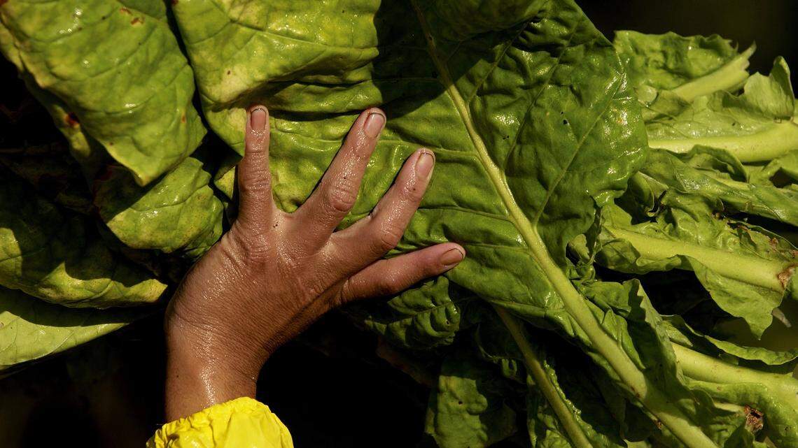 A farmworker, his hands sticky with tobacco gums, carries a batch of just-picked leaves to a trailer in a Sampson County tobacco field during an early morning harvesting.
