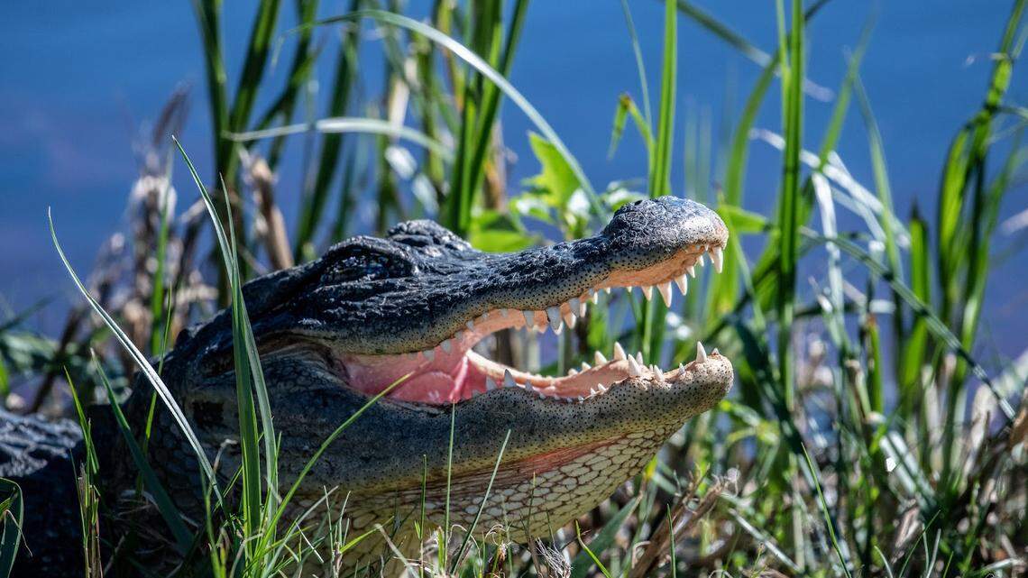 Alligators are not native to Tennessee, but the species has begun moving there in recent years, the Tennessee Wildlife Resources Agency reports. A juvenile alligator (not this one) was found in Rhea County.