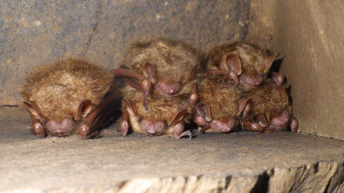 Why the world’s largest lithium miner is helping save an NC bat at risk of extinction