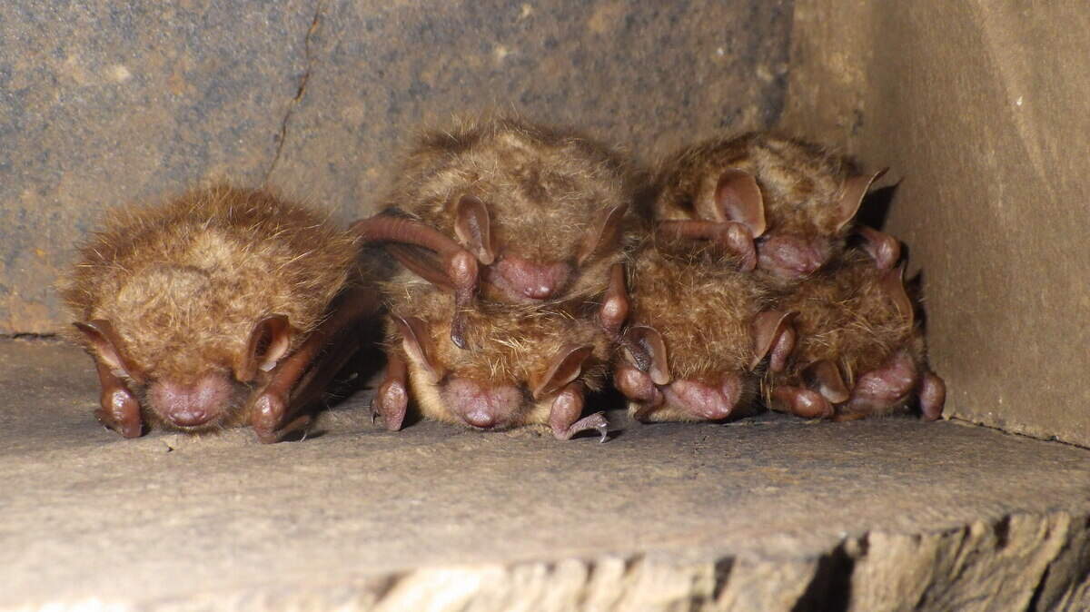 On Sep. 13, 2022 the U.S. Fish and Wildlife Service announced a proposal to list the tricolored bat, shown in a cluster, as endangered under the Endangered Species Act. The bat faces extinction due to the impacts of white-nose syndrome, a deadly disease affecting cave-dwelling bats.