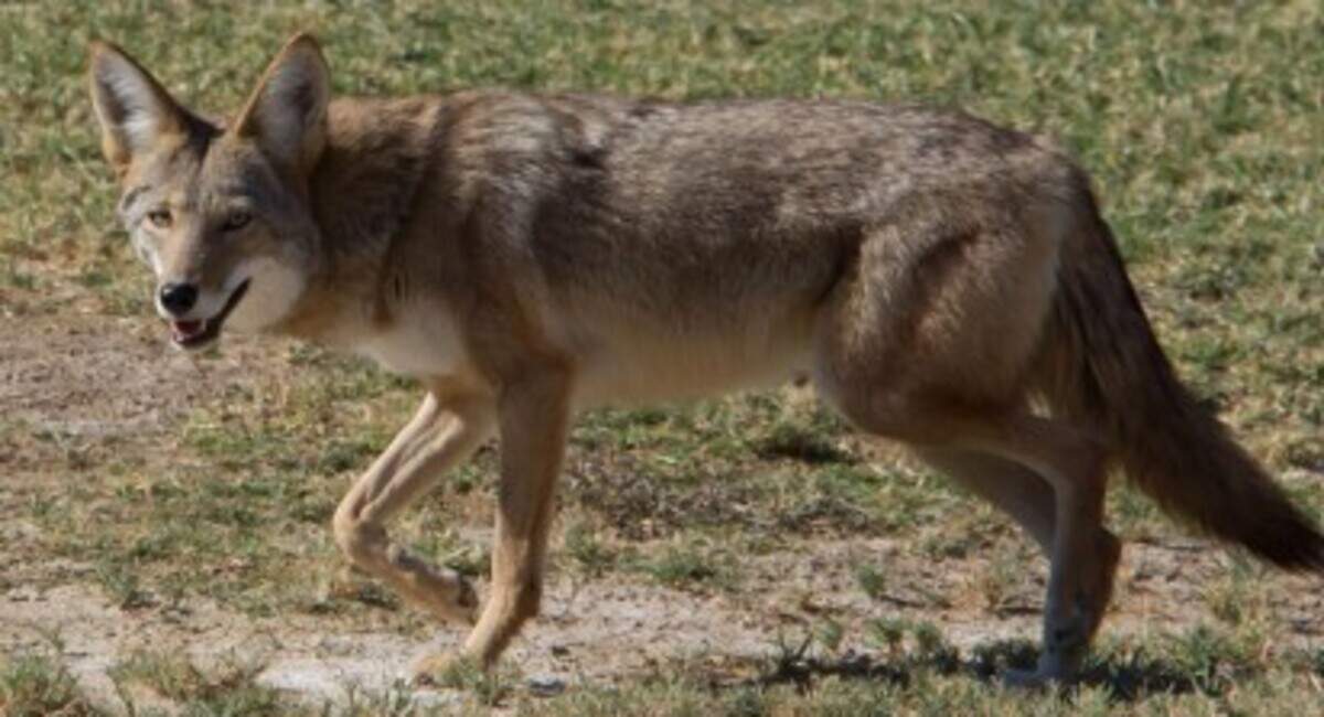 A coyote in Charlotte in April, 2025.