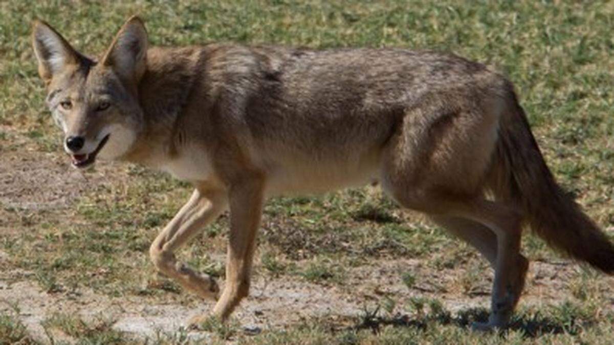 A Charlotte NC homeowner alerted neighbors to protect their pets Friday, April 11, 2025, after a coyote leapt his family’s back yard fence and critically wounded the family’s dog.