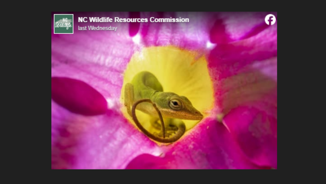 Odd discovery inside a flower helps Gastonia woman win NC wildlife photo contest