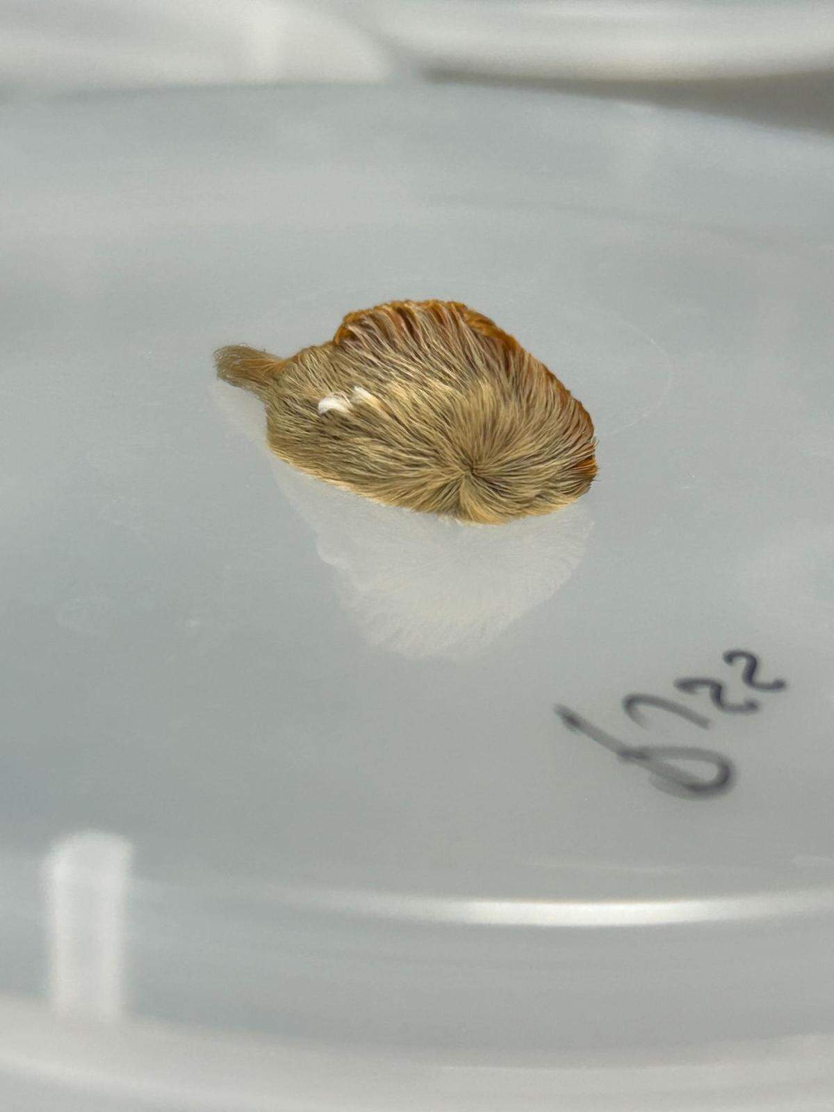 The southern flannel moth is one of the most venomous insects in North Carolina.