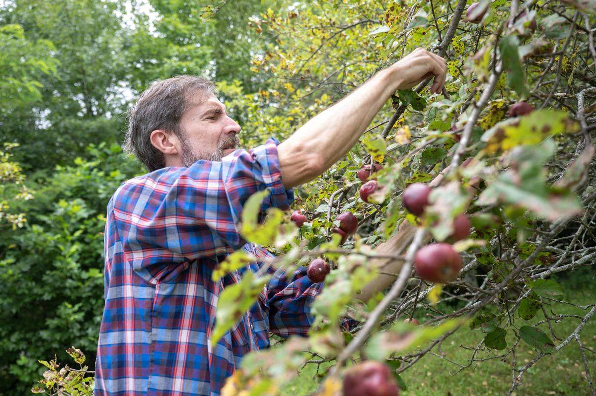 James Veteto sorts through the branches of an heirloom apple tree at his home in Celo. 