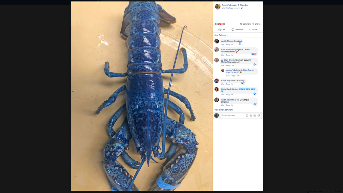 Arnold’s Lobster and Clam Bar in Cape Cod says this blue lobster came in with one of its seafood orders last week.