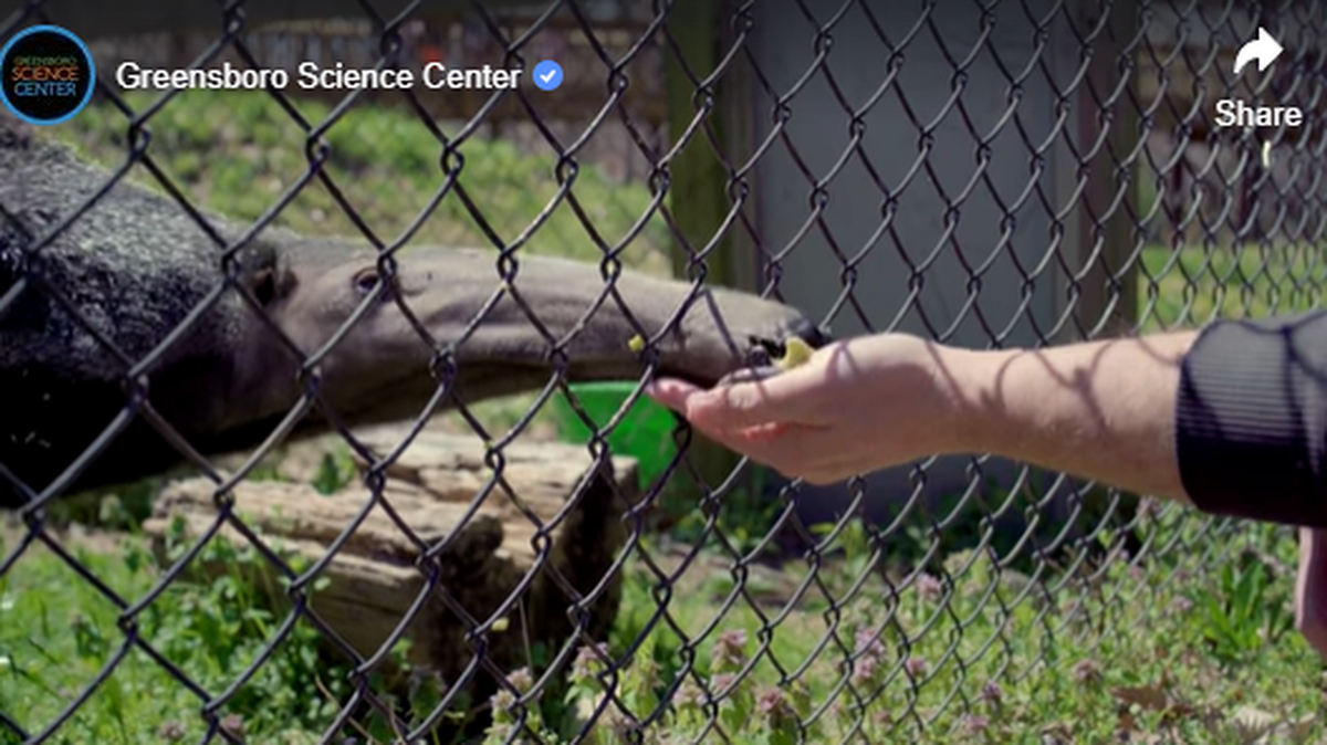 “He will be greatly missed and will leave a giant anteater-sized hole in all of our hearts,” the zoo said.