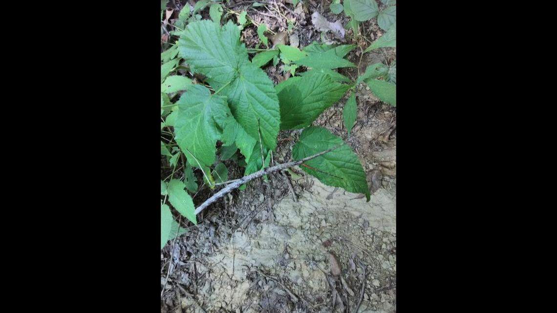 There’s a big bug in this photo taken in Great Smoky Mountains National Park. Can you find it?