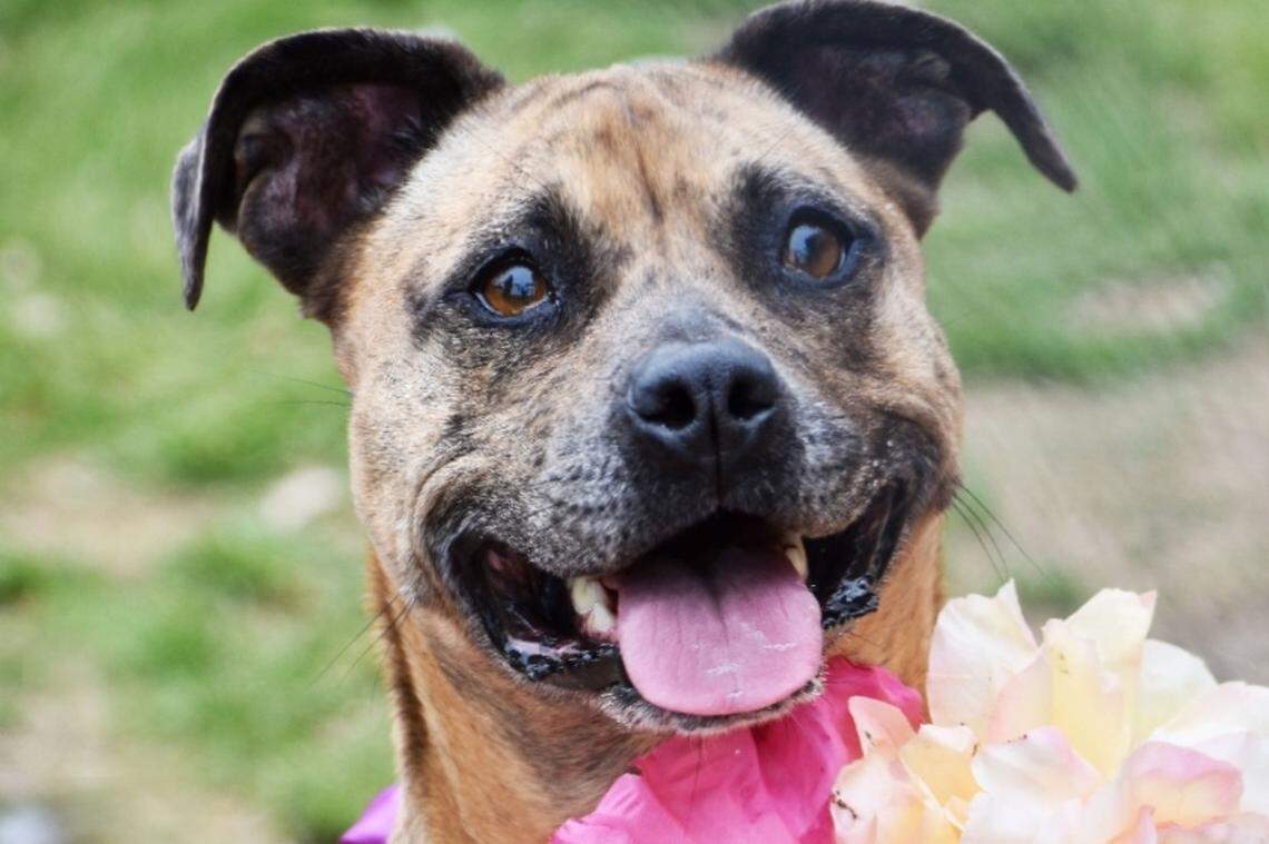 Gatlin, aka Gatty, has spent 2,000+ days at the Humane Society of York County, just south of Charlotte.
