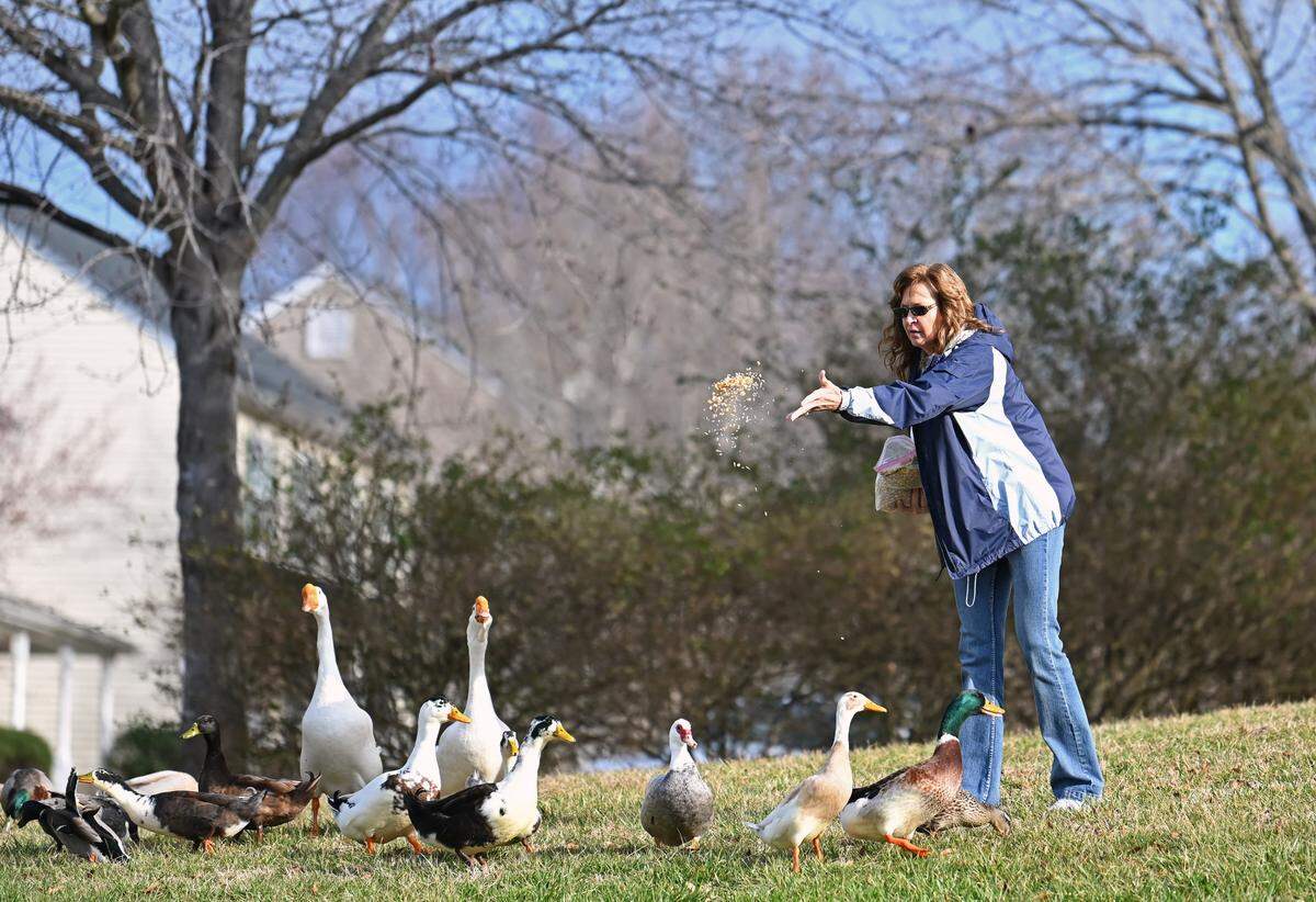 Denise Rice tosses feed to ducks and white Chinese geese along the bank area near a pond in Curtis Pond subdivision.