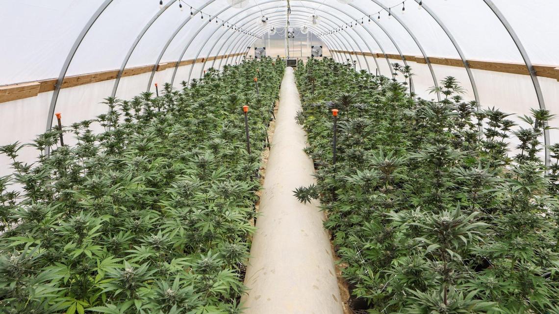 Republican threatens to ‘defund’ NC tribe on brink of historic marijuana vote