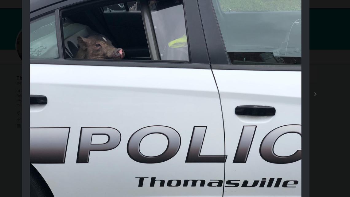 The jail bird pig was photographed sitting in the back of a patrol car, looking very guilty.