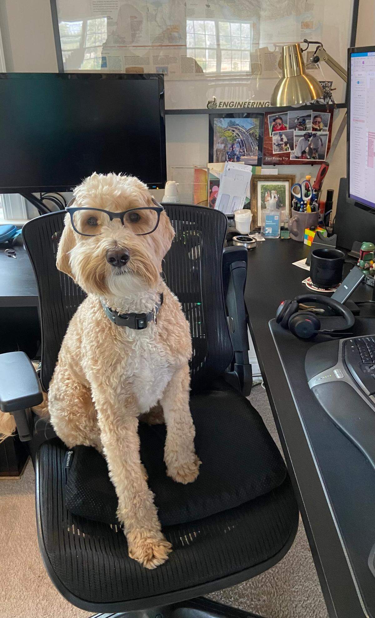 Yogi was named a finalist in The Charlotte Observer’s “cutest dog in Charlotte” contest in fall 2024.