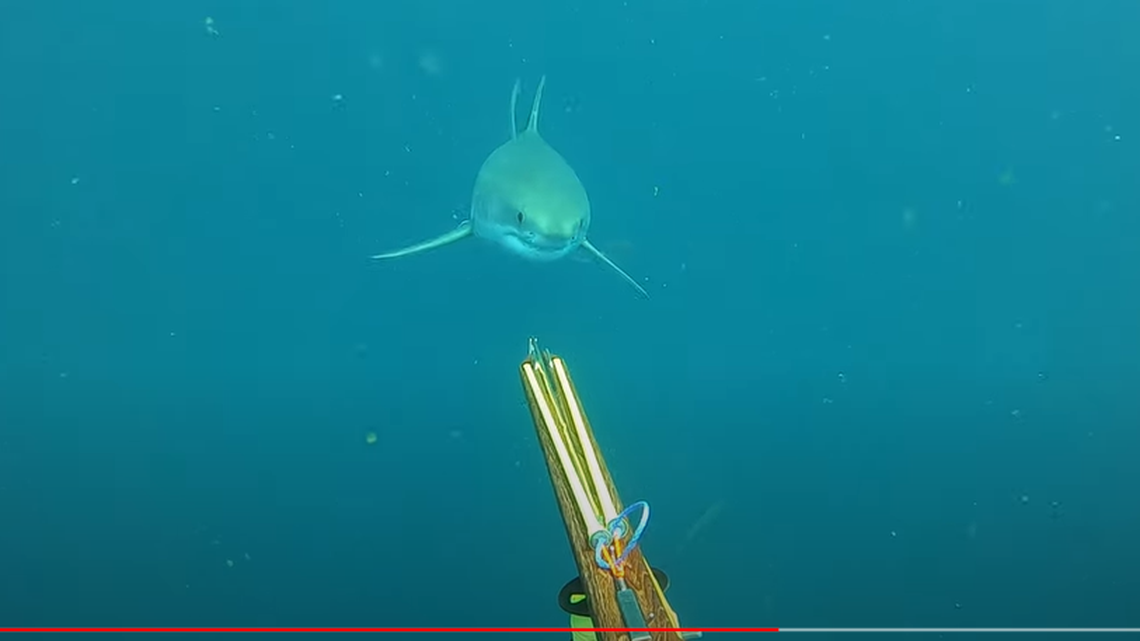 The thrill of seeing a great white shark up close turned terrifying for a Virginia man, after he realized the shark was coming straight at him.