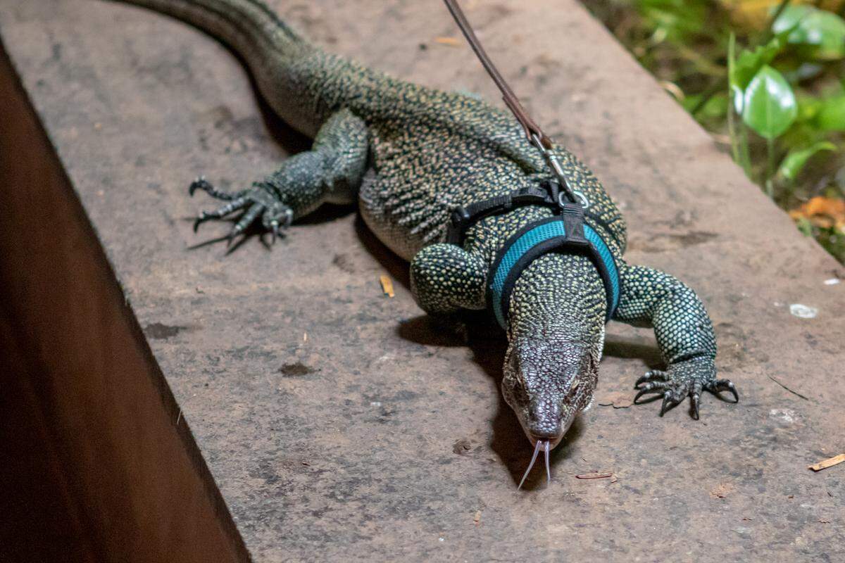 Bowser, a mangrove monitor, could eat a small crocodile in the wild, but has to settle for frozen mice at Discovery Place.