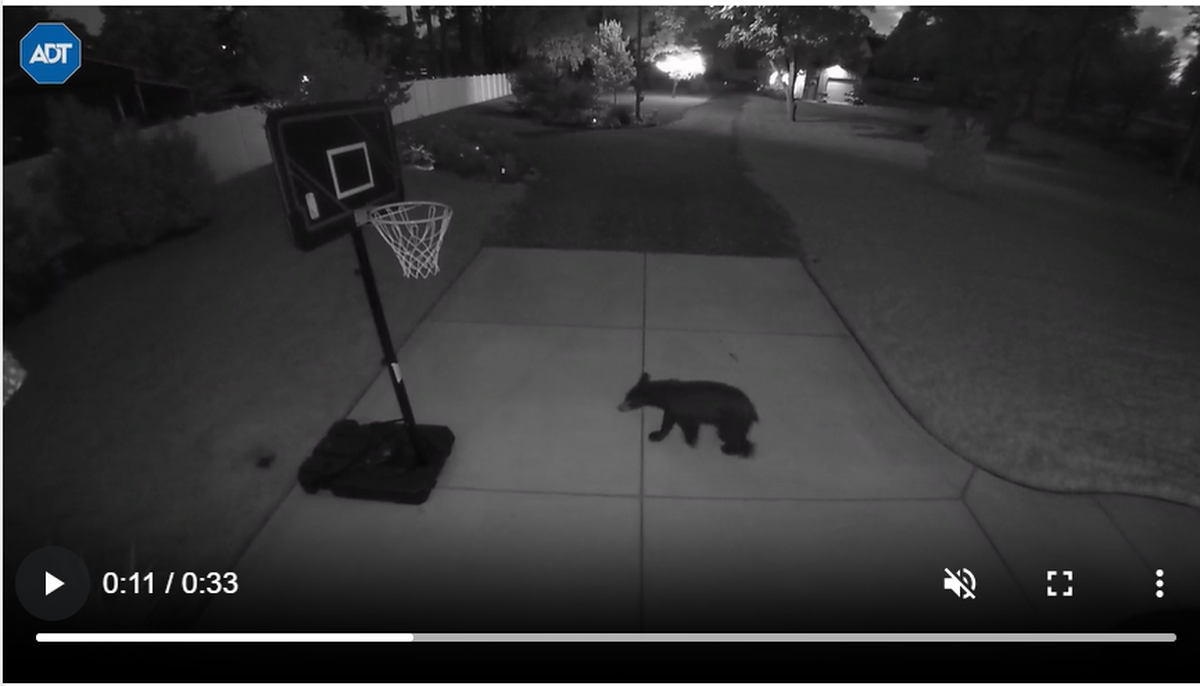 Pam Jarvis on Unity Church Road in Denver, N.C., posted video on NextDoor of a young black bear crossing her driveway on Tuesday night, May 21, 2024.