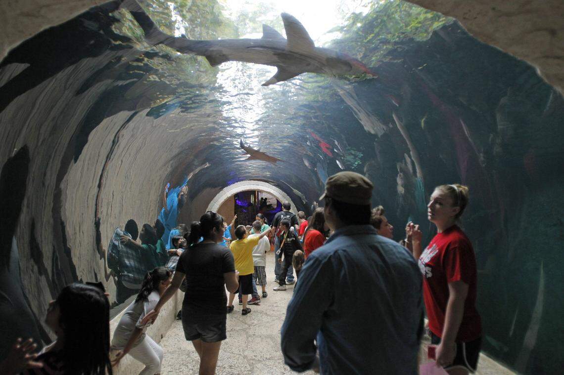 A view of the glass tunnel at the Dallas World Aquarium. The site is a tourism option for Charlotte passengers visiting the region.