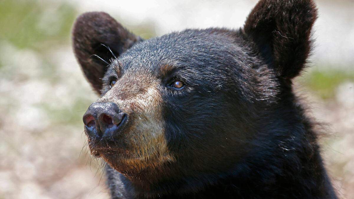 A 66-year-old woman in Upshur County, West Virginia, was bitten and clawed by a black bear she startled on her back deck early Friday.