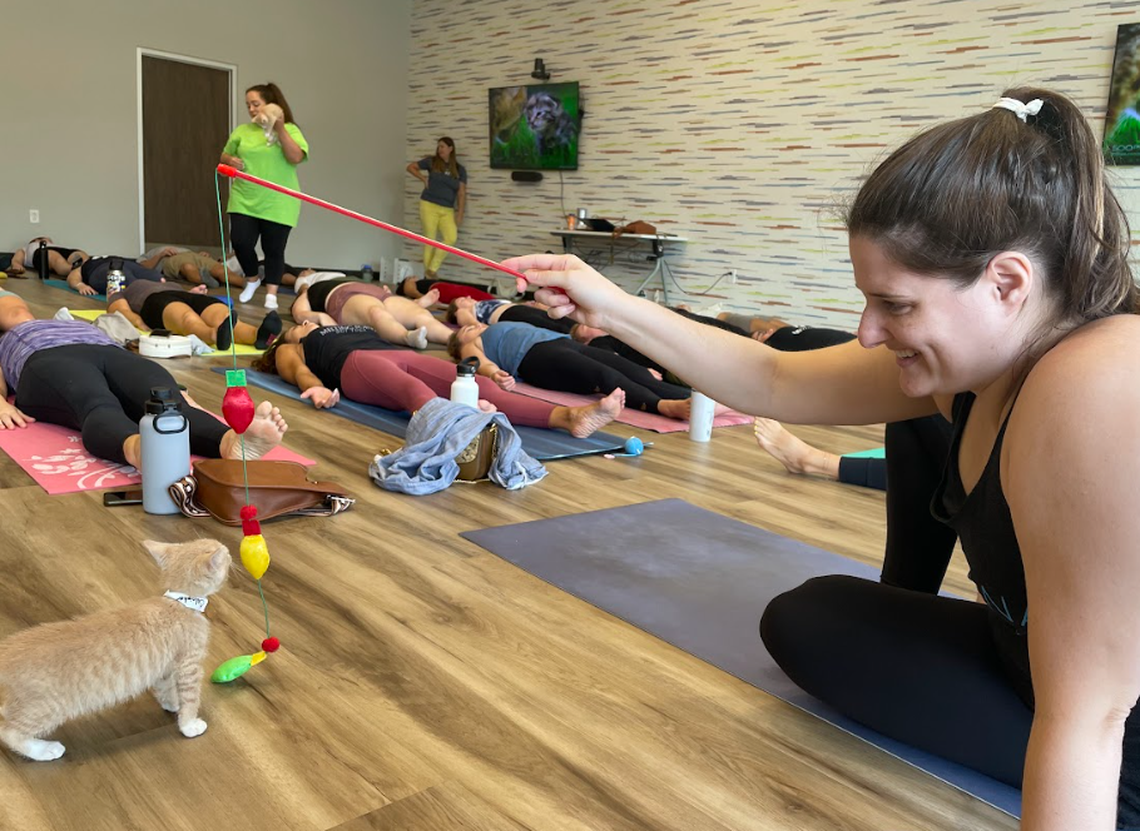 Multiple cats up for adoption roam around during the cat yoga classes.