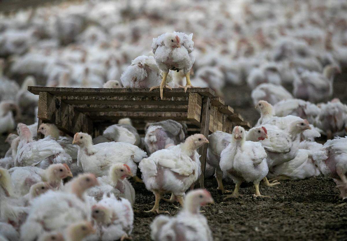 Young chickens crowd around a wood “enrichment” device inside a barn near Robersonville, N.C. , where a farmer is raising chickens for Perdue’s Harvestland Free Range brand. Such devices allow chickens to spend time off barn floors, which are usually covered in pine shavings and manure.