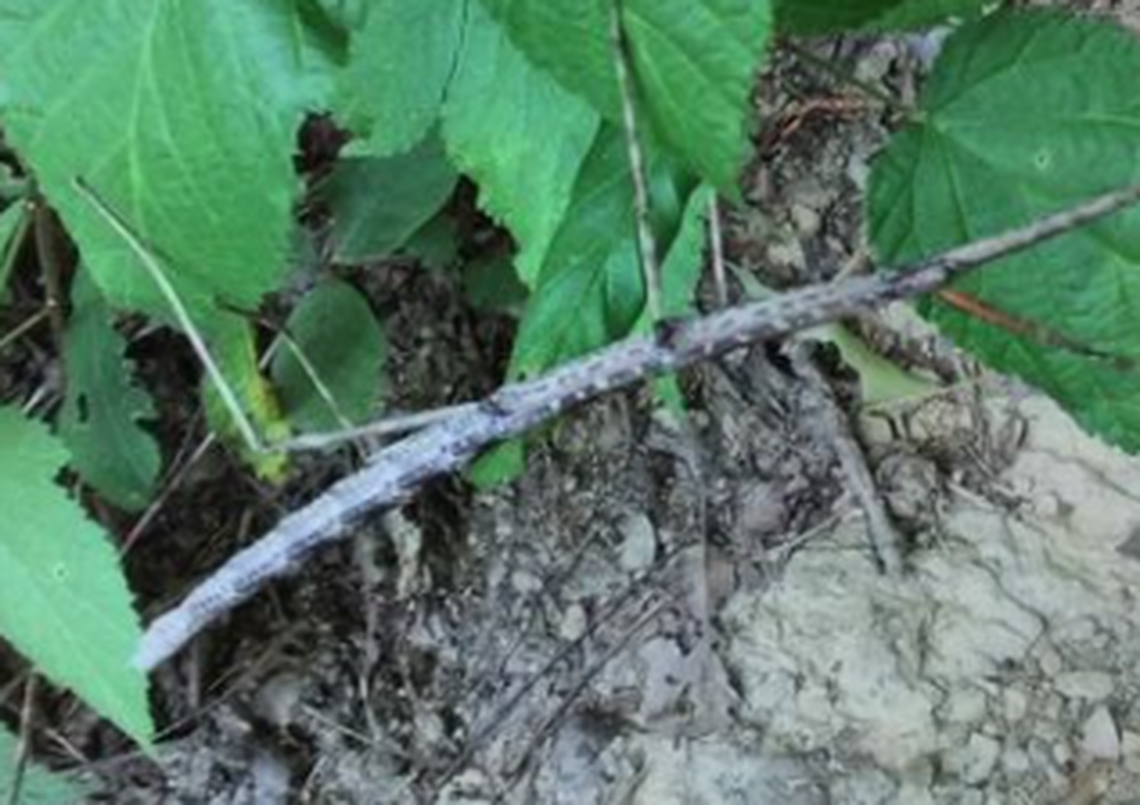 The stick is a actually bug that lives in Great Smoky Mountains National Park.