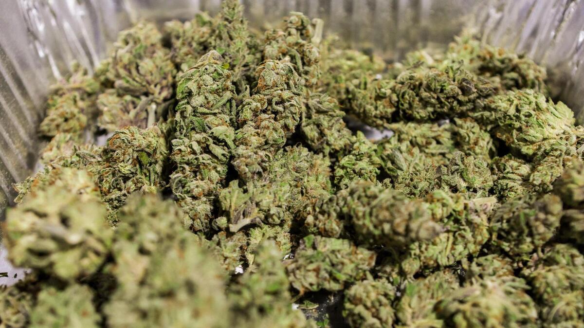 After drying and curing, leaves are trimmed from the flowers and the remaining buds are collected for use as product.