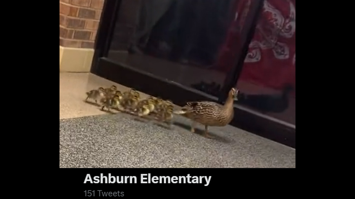 Children helped lead the duck family to a nearby pond outside of the school, the staff said on Twitter.