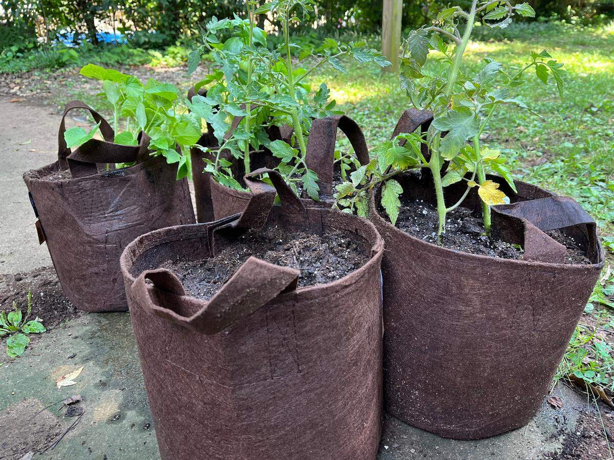 Behold: The container garden of The Charlotte Observer’s Jodie Valade.