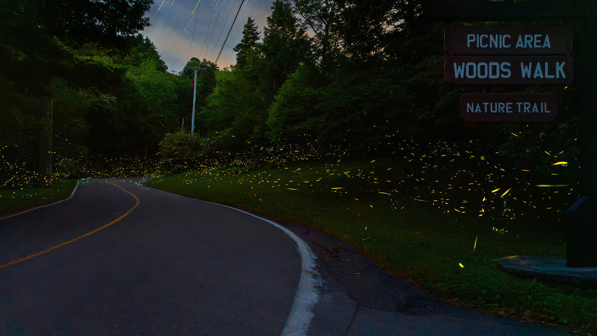 Glowing fireflies are about to emerge on Grandfather Mountain to mate, and watching them has become so popular you have to enter a lottery for tickets.
