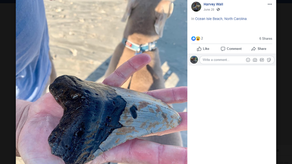 One of the photos Harvey Wall posted on his Facebook page of the giant shark tooth he says he found at Ocean Isle Beach, N.C.