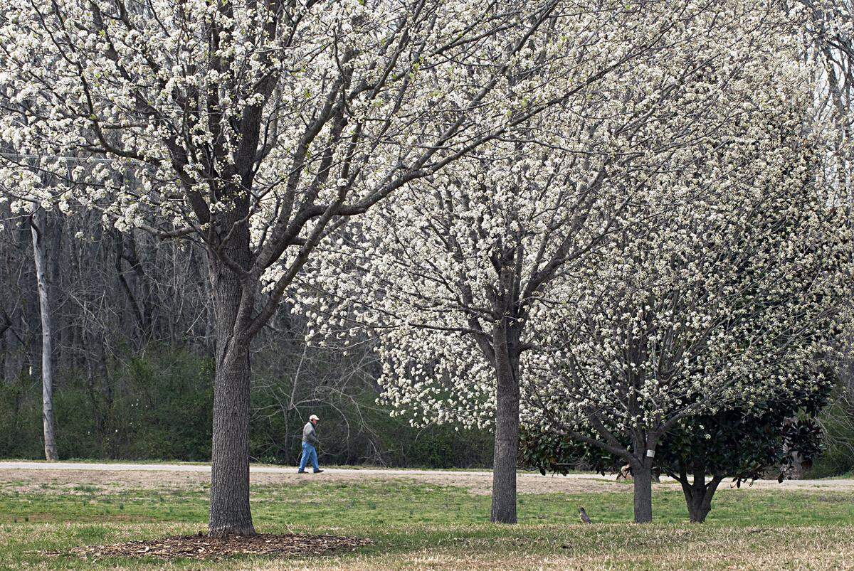 A walker in Southside Park enjoys the visual treat of several Bradford pear trees in full blossom.