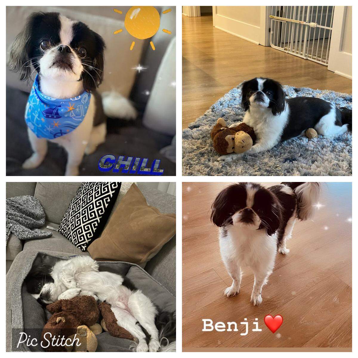 Benji was named a finalist in The Charlotte Observer’s “cutest dog in Charlotte” contest in fall 2024.