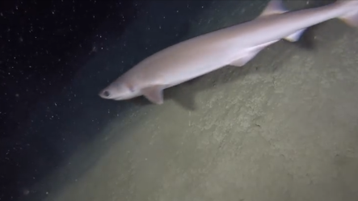 This sharpnose sevengill shark was captured on video 2,500 feet down in a trench near the Bahamas. Facebook screenshot
