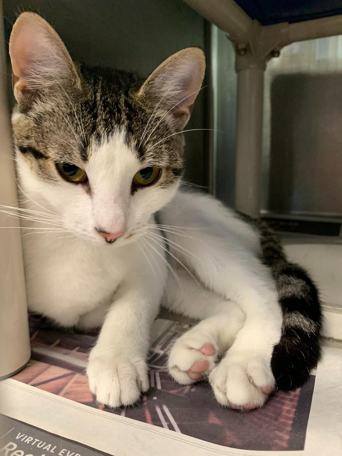 There are 24 cats, 53 kittens, 138 dogs and 24 puppies being housed at Charlotte-Mecklenburg Police’s Animal Care and Control as of Wednesday, Aug. 10. Cats and small dogs need newspapers to line their cages.
