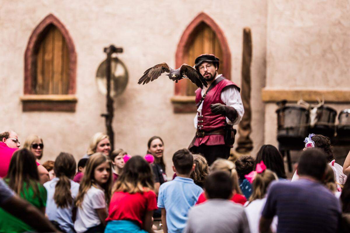 A falcon is released in front of a “castle” at the Carolina Renaissance Festival.