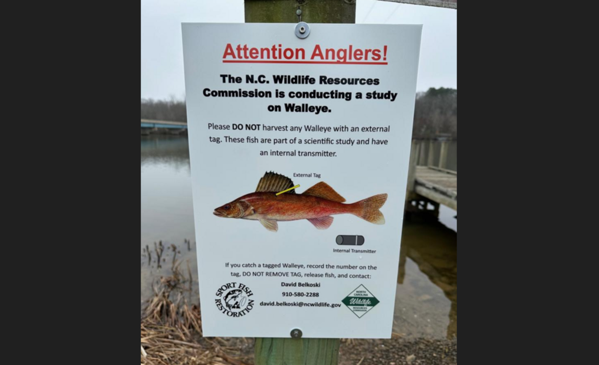 Signs with additional information and pictures of what a tagged walleye looks like are posted across Lake Gaston in northeastern North Carolina.